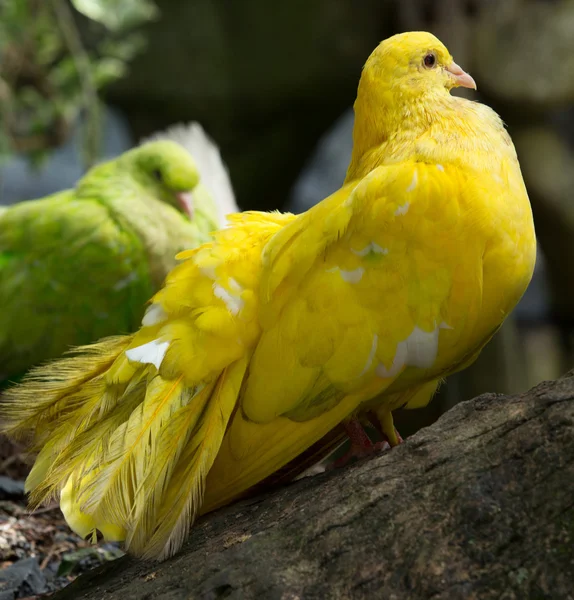 Palomas en un parque de la ciudad — Foto de Stock