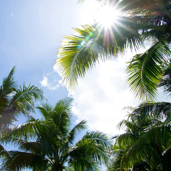 Palmbomen — Stockfoto