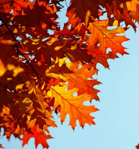 Hojas de otoño — Foto de Stock