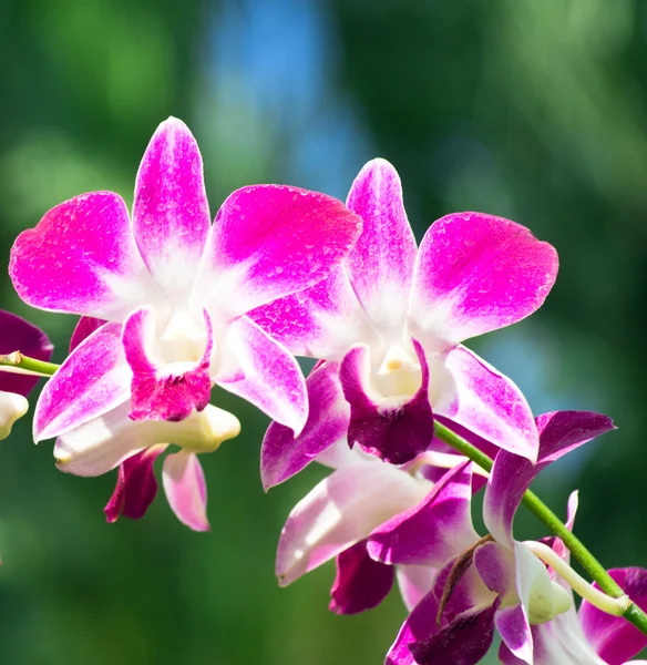 Krásné orchideje — Stock fotografie