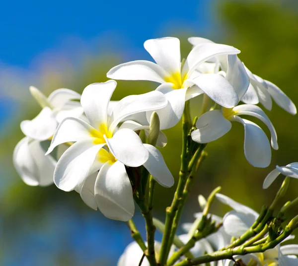 Beyaz plumeria çiçekler — Stok fotoğraf