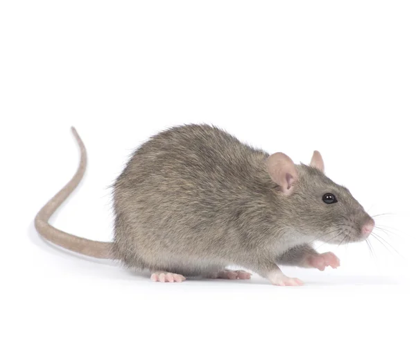 Grijze rat — Stockfoto