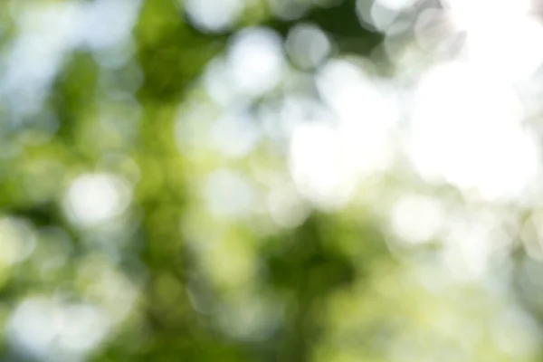 Groene bokeh achtergrond — Stockfoto