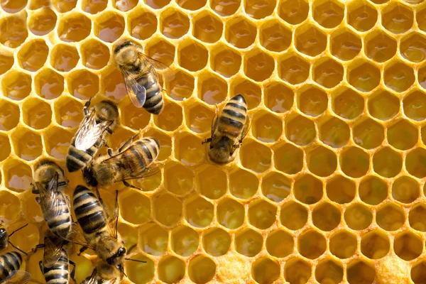 Пчелы на медовых клетках — стоковое фото