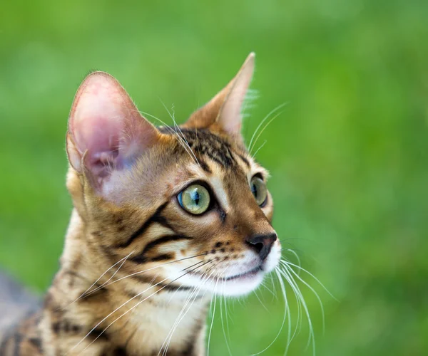 Cat   on a lawn — Stock Photo, Image