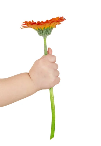 Baby hand  holding  flower — Stock Photo, Image