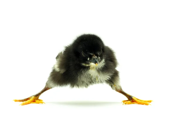 Baby chicken — Stock Photo, Image