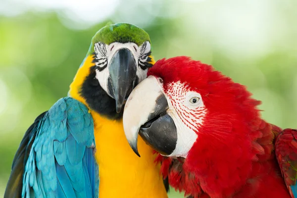 Colorful Macaws parrots — Stock Image Colorful Macaws parrots Royalty Free Stock Photos