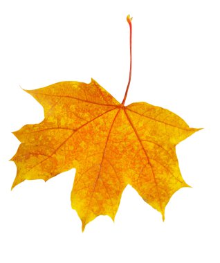 Sonbahar akçaağaç yaprağı