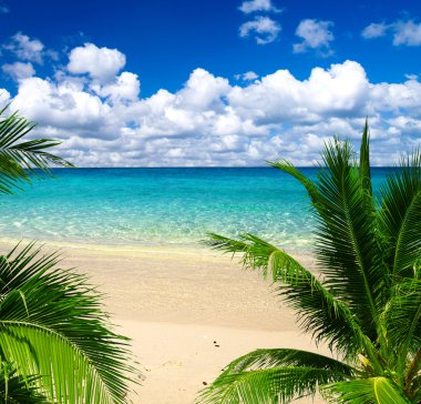 plaj ve tropikal deniz