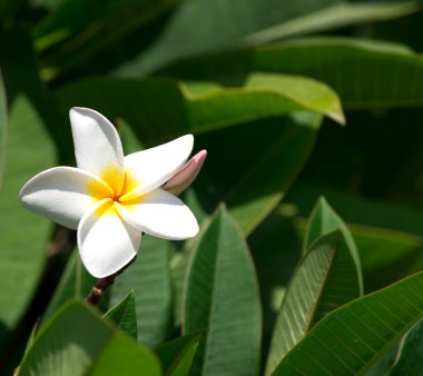 Beyaz plumeria çiçek