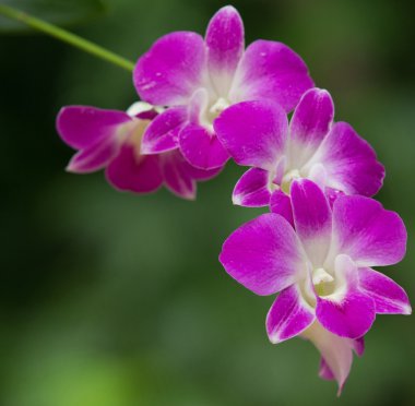 orkide çiçekleri