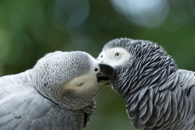 Amerika papağanı kuşlar