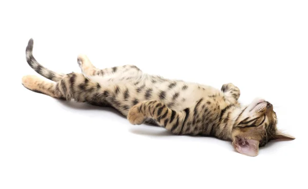 Британский котенок спит — стоковое фото