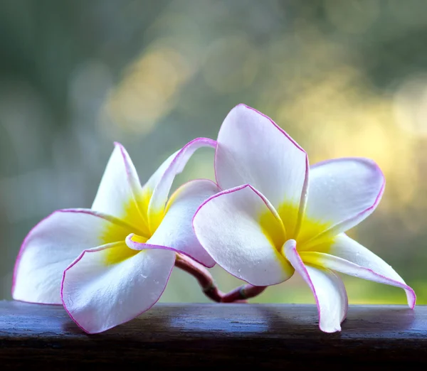 Roze frangipani bloemen — Stockfoto