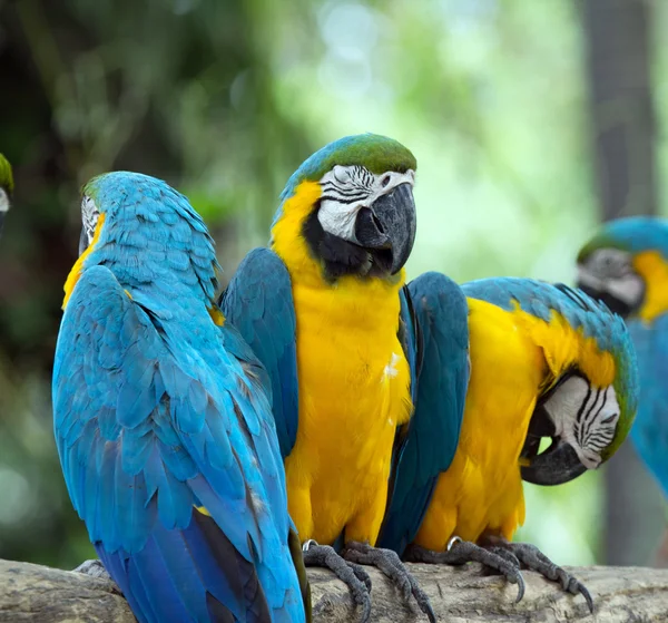 Papagaios aves — Fotografia de Stock