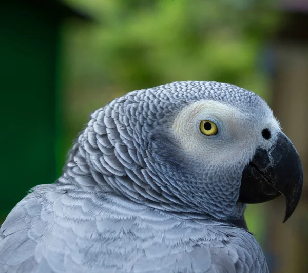 Pájaro loro — Foto de Stock