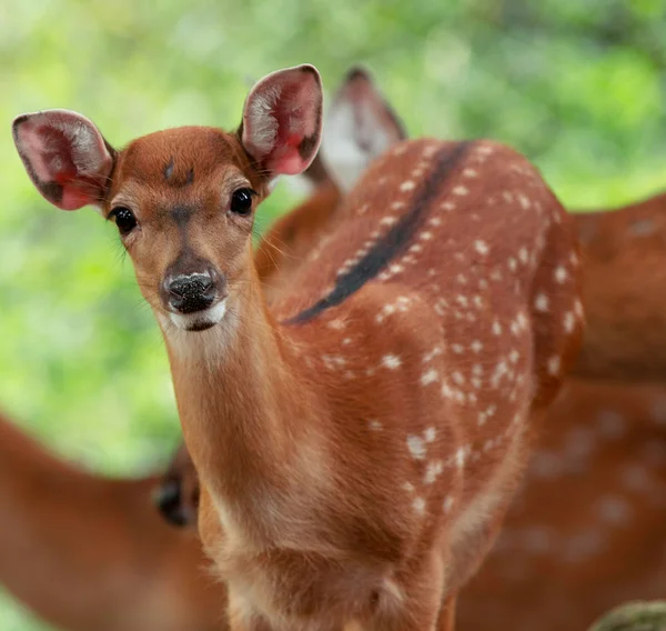 Jeleń Whitetail — Zdjęcie stockowe