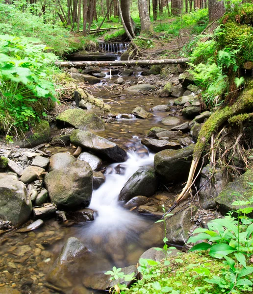 Kaskaden im Wald — Stockfoto