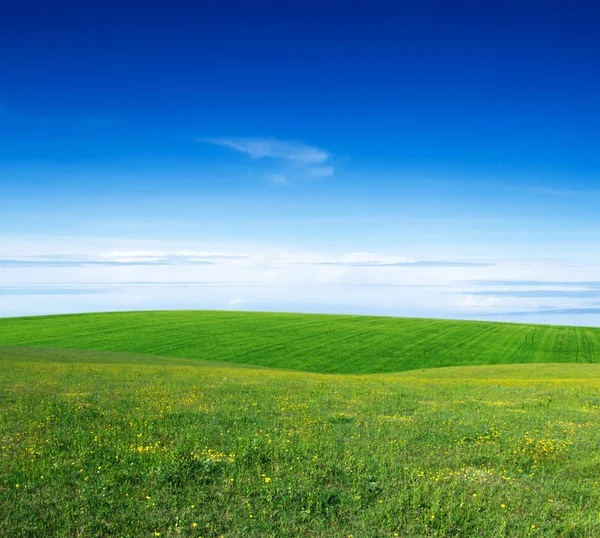 Grönt fält — Stockfoto