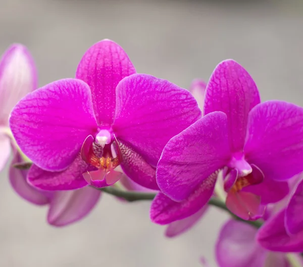 Flores de orquídea —  Fotos de Stock