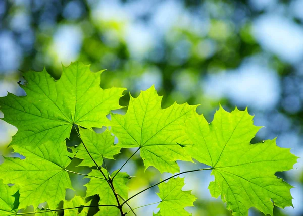 Bladeren achtergrond — Stockfoto