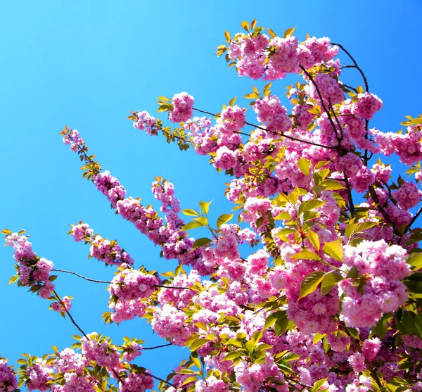 Cherry flowers — Stock Photo, Image