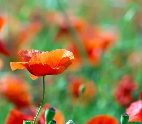 Red poppies — Stock Photo, Image