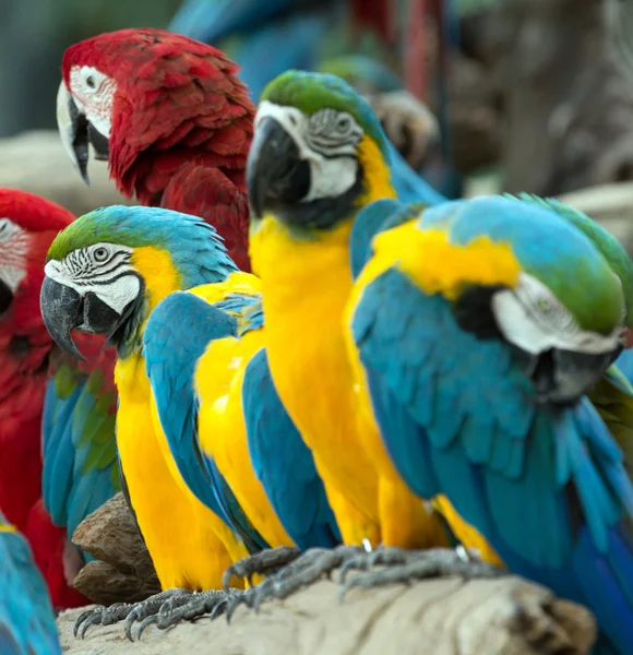 Parrot birds — Stock Photo, Image