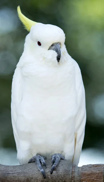 Птица попугая — стоковое фото