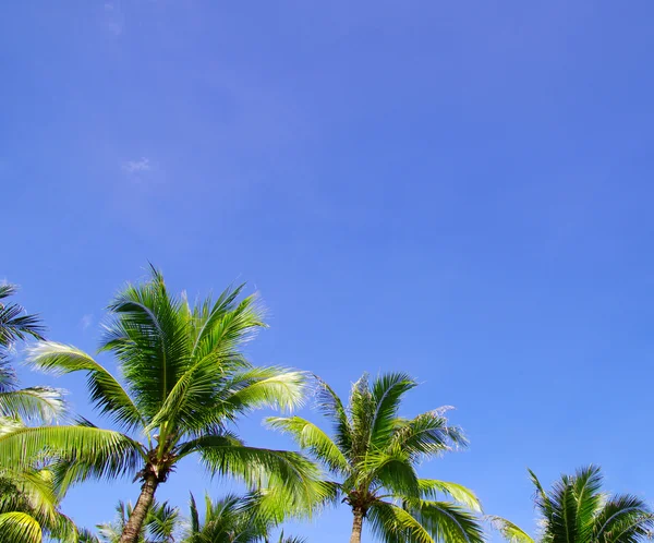 Palm trees — Stock Photo, Image