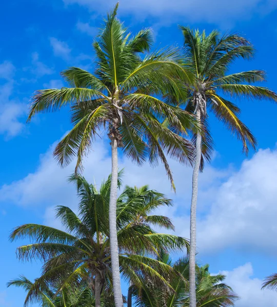 Palm trees — Stock Photo, Image