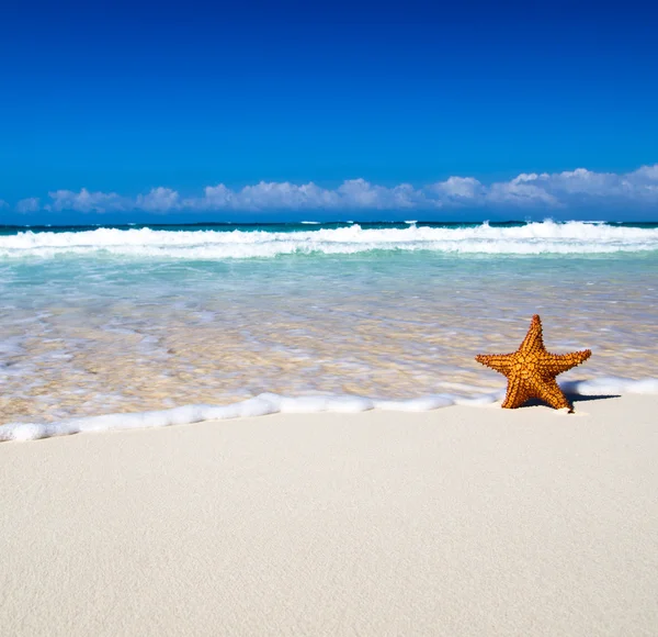 Rozgwiazda z widokiem na ocean — Zdjęcie stockowe