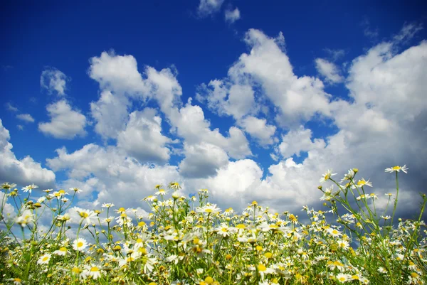 Kamille bloemen — Stockfoto