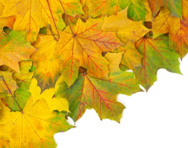 sonbahar yaprakları