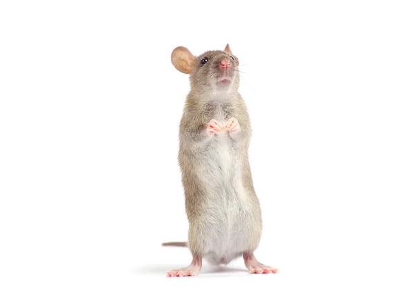 Rat geïsoleerd — Stockfoto