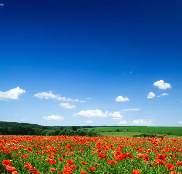 Poppies flowers — Stock Photo, Image