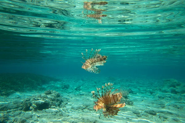 Pesce leone — Foto Stock