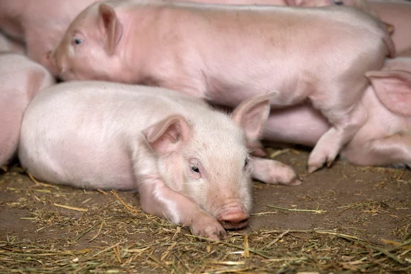 Little piglets — Stock Photo, Image