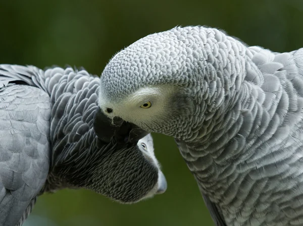 Pássaros papagaios — Fotografia de Stock