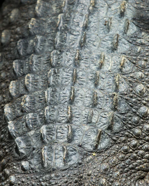 Crocodile skin texture — Stock Photo, Image