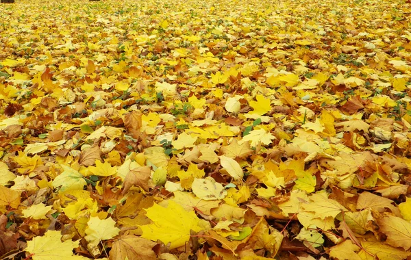 Foresta autunnale — Foto Stock