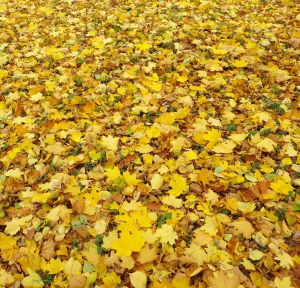 Acero autunnale — Foto Stock