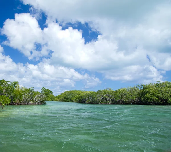 Mangrovenbäume im Meer — Stockfoto