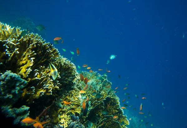 Peces coloridos — Foto de Stock