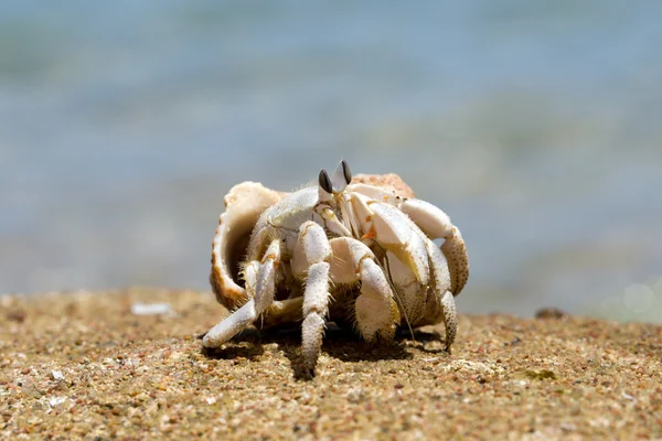 Cangrejo ermitaño — Foto de Stock