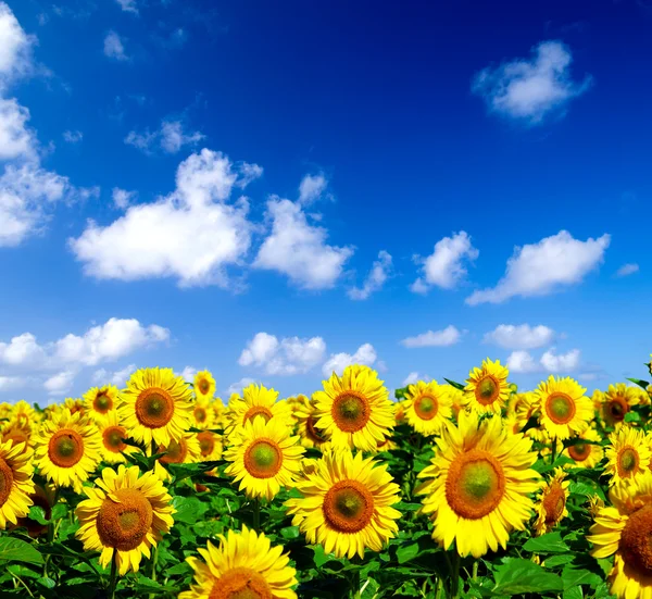 Sunflowers field Royalty Free Stock Photos