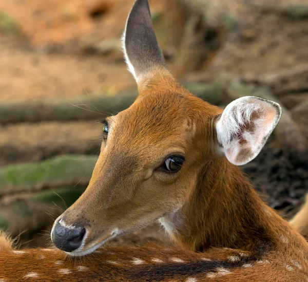 オジロ鹿シカの頭 — ストック写真