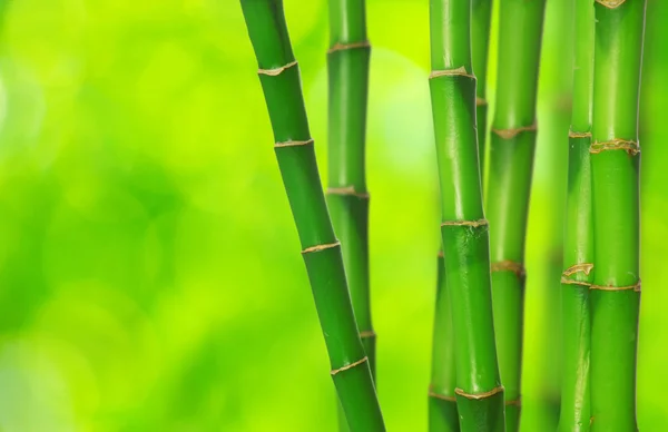 Bambú verde — Foto de Stock