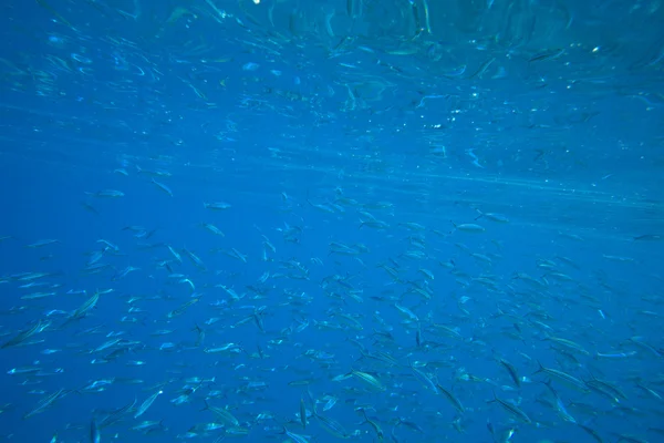 Mar de coral — Fotografia de Stock